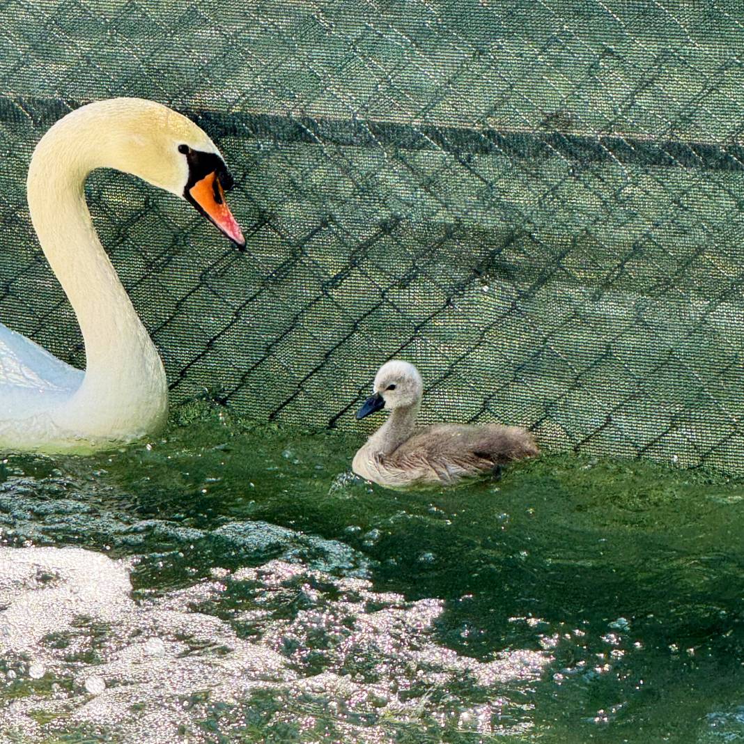Kuğulu Park’ta 15 yıl sonra bir ilk gerçekleşti 8